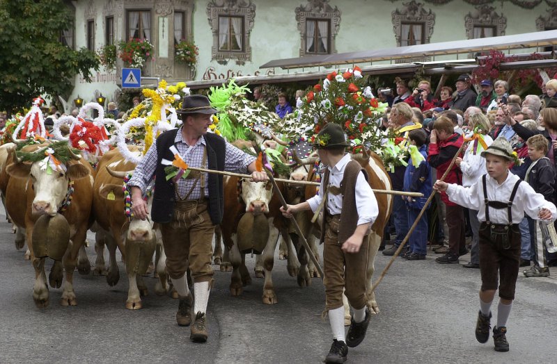 almabtrieb-im-kaiserwinkl