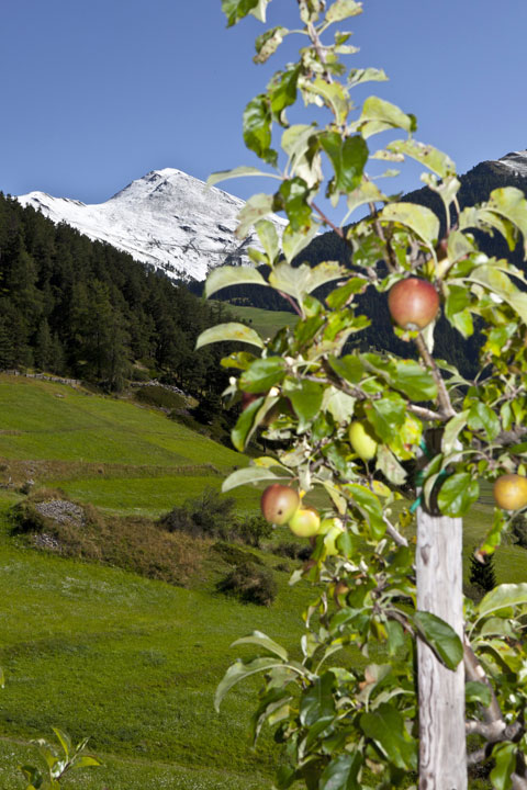 herbst-schafkopf