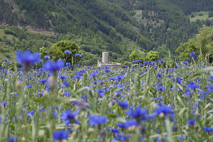 sommer-burg-wiese