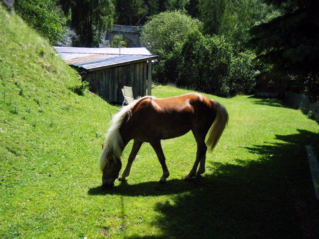 gesundheitsbauernhof-sagenschneider-s04-ried-im-oberinntal