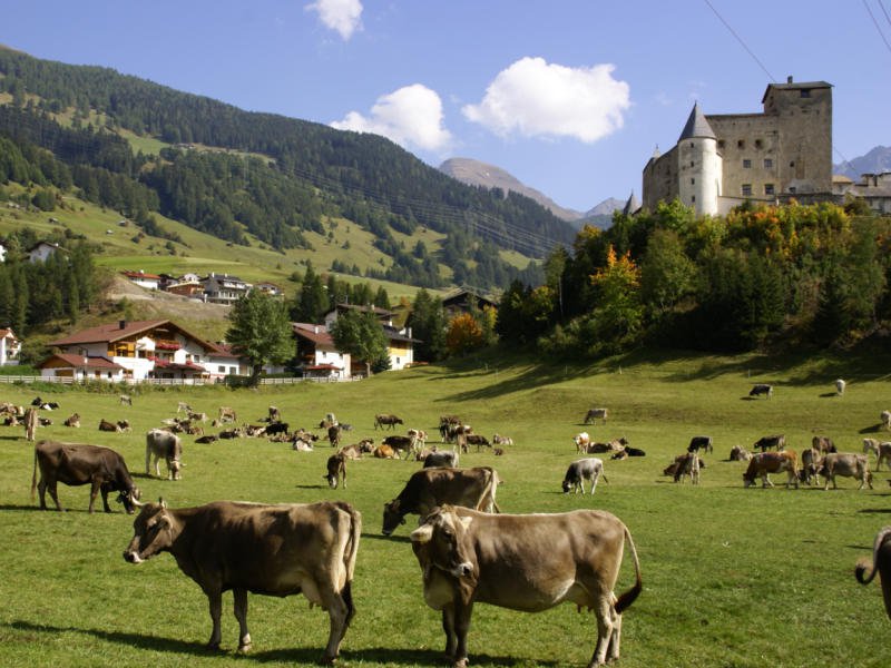 schloss-kuehe