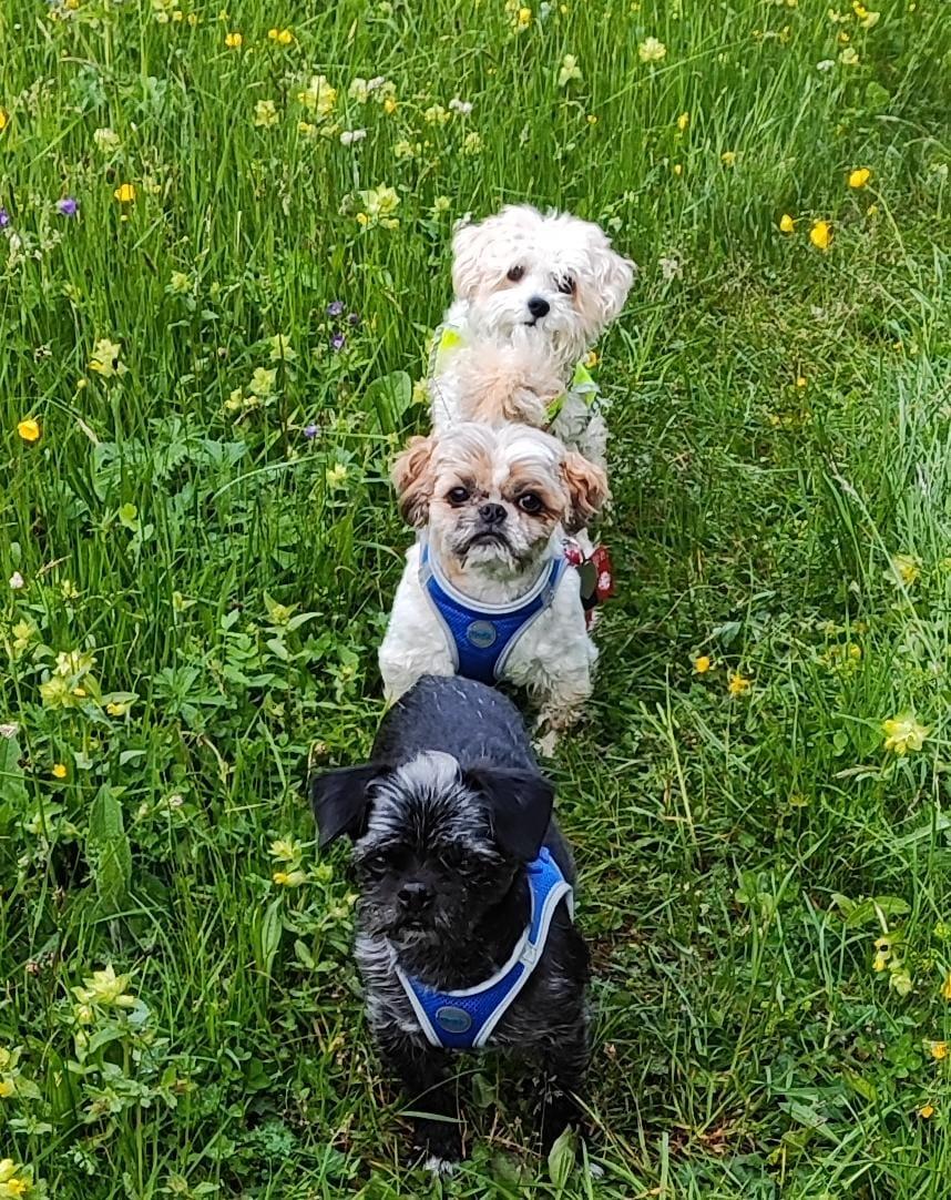 alpengruss-seefeld-hunde