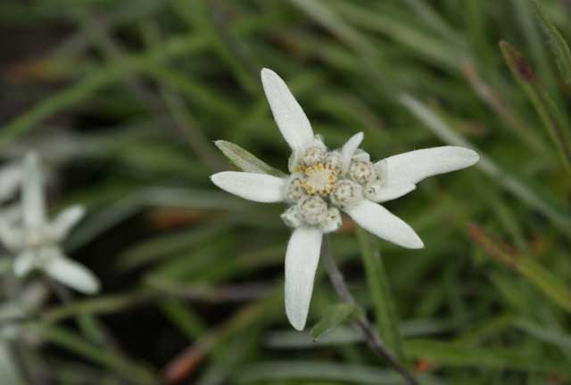 sommer-edelweiss-640x432