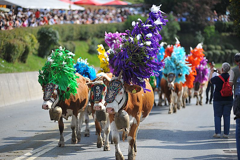 kam-002193-geschmueckte-kuehe-beim-almabtrieb-fotograf-hannes-dabernig