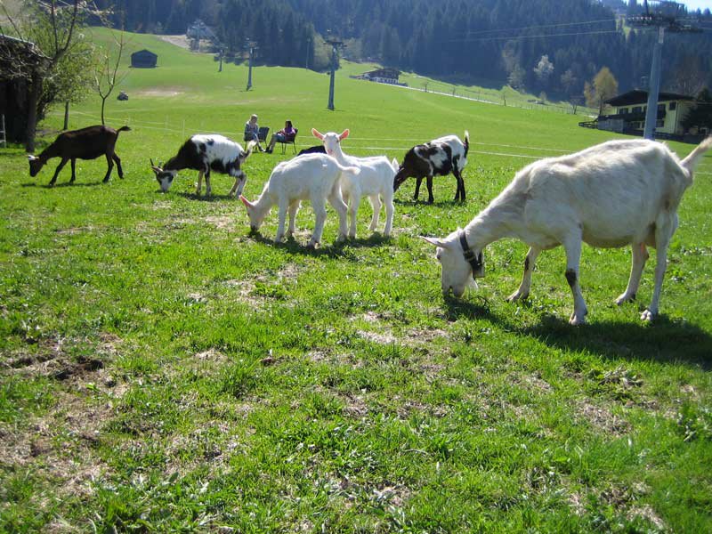 tiere-ziegen