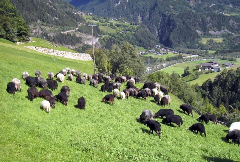 steinschafe-urlaub-am-bauernhof-ganzer-osttirol