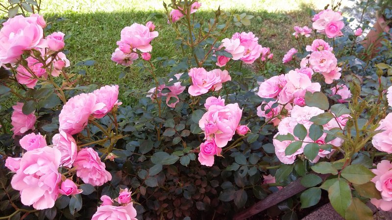 garten-iv