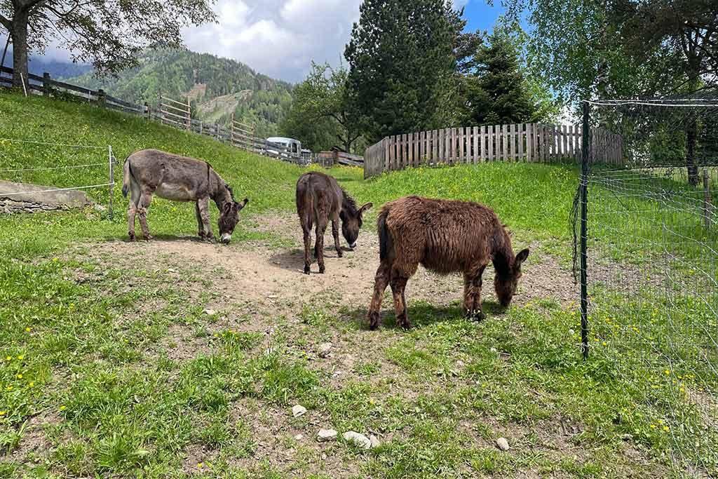 esel-ferienwohnung-schmied-in-oberdrum