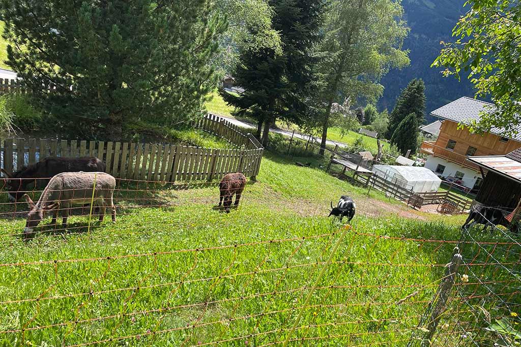 garten-ferienwohnung-schmied-in-oberdrum